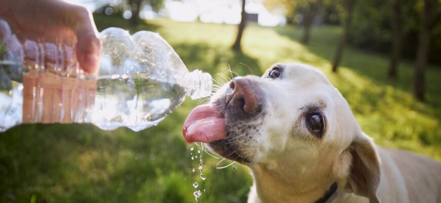 Dog,Drinking,Water,From,Plastic,Bottle.,Pet,Owner,Takes,Care